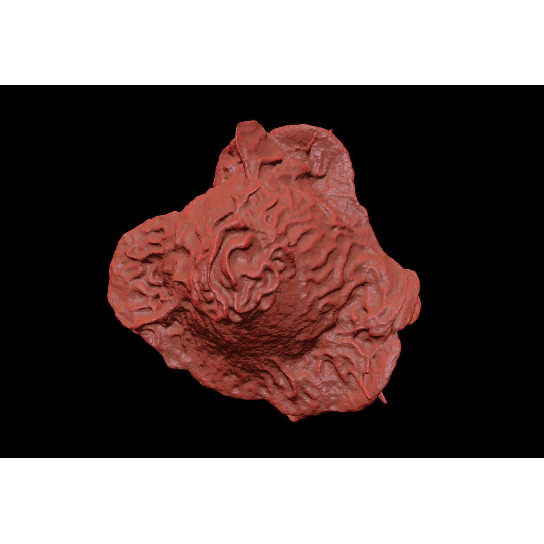 Monocyte 3D Model – Detailed Biological Representation, VRay - View 15