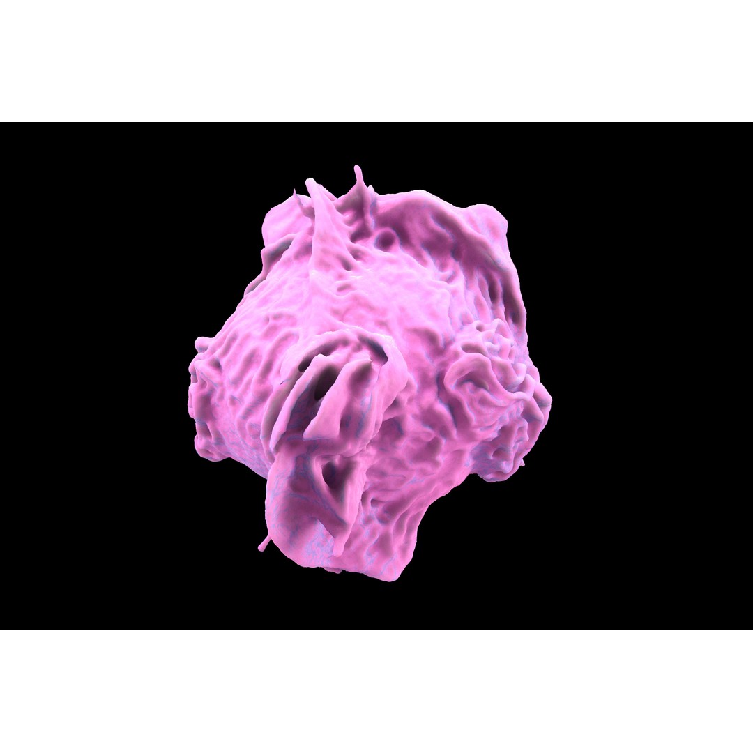 Monocyte 3D Model – Detailed Biological Representation, VRay - View 18