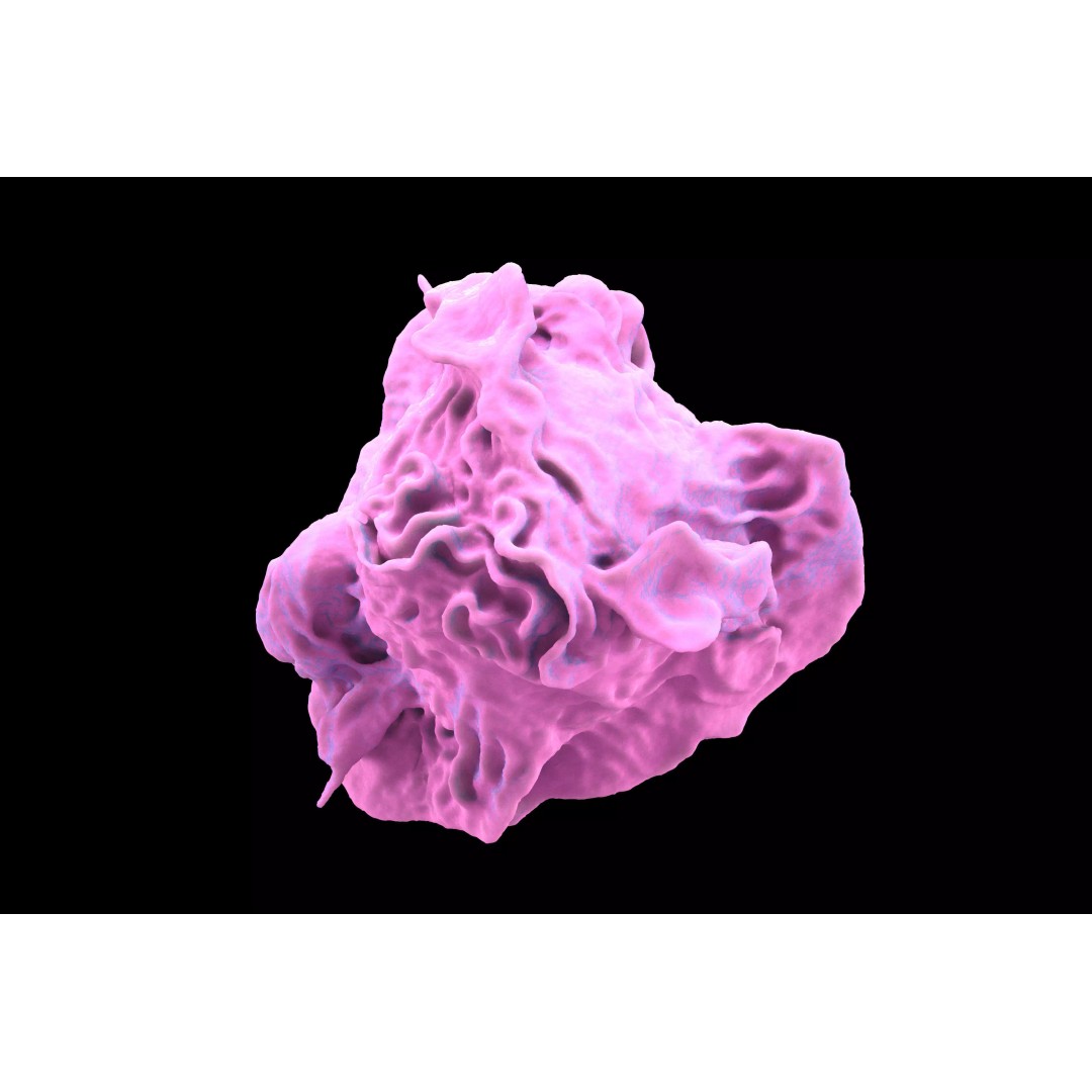 Monocyte 3D Model – Detailed Biological Representation, VRay - View 2