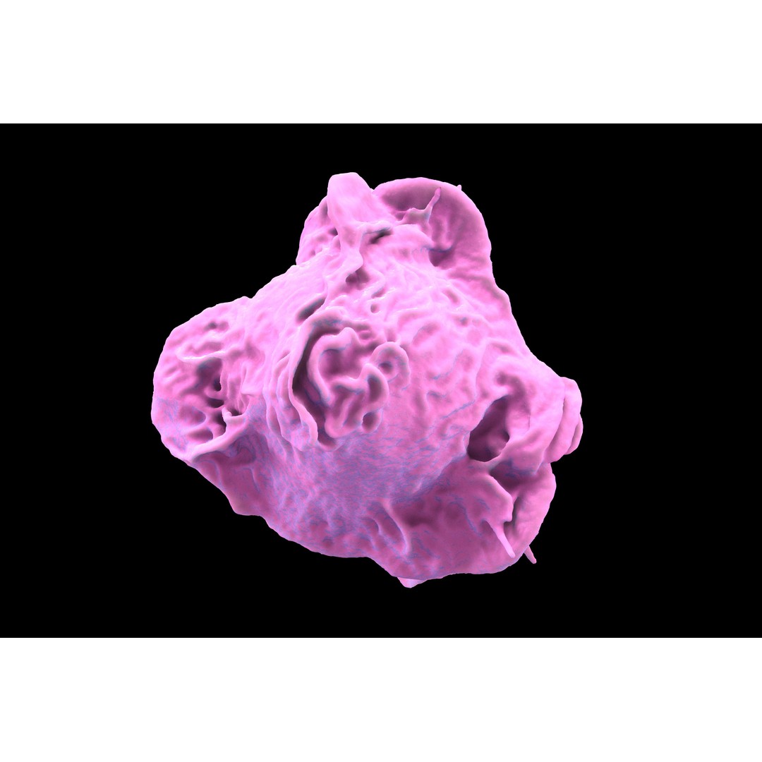 Monocyte 3D Model – Detailed Biological Representation, VRay - View 20