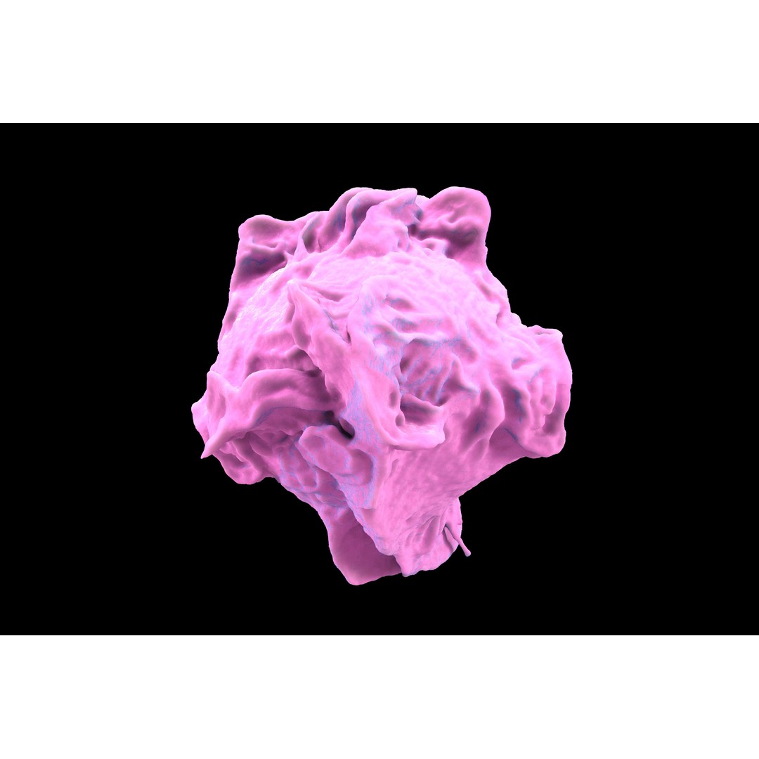 Monocyte 3D Model – Detailed Biological Representation, VRay - View 3