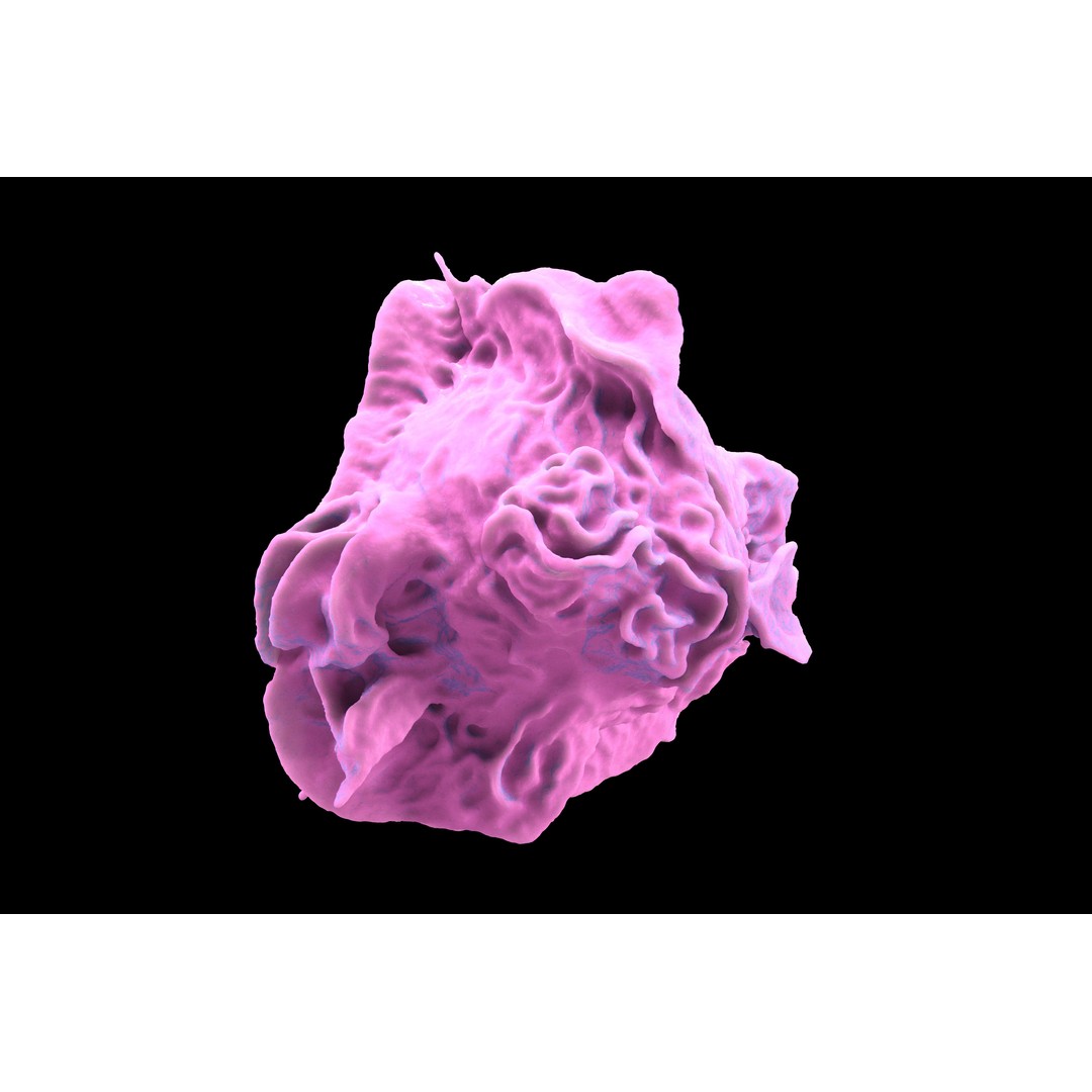 Monocyte 3D Model – Detailed Biological Representation, VRay - View 6