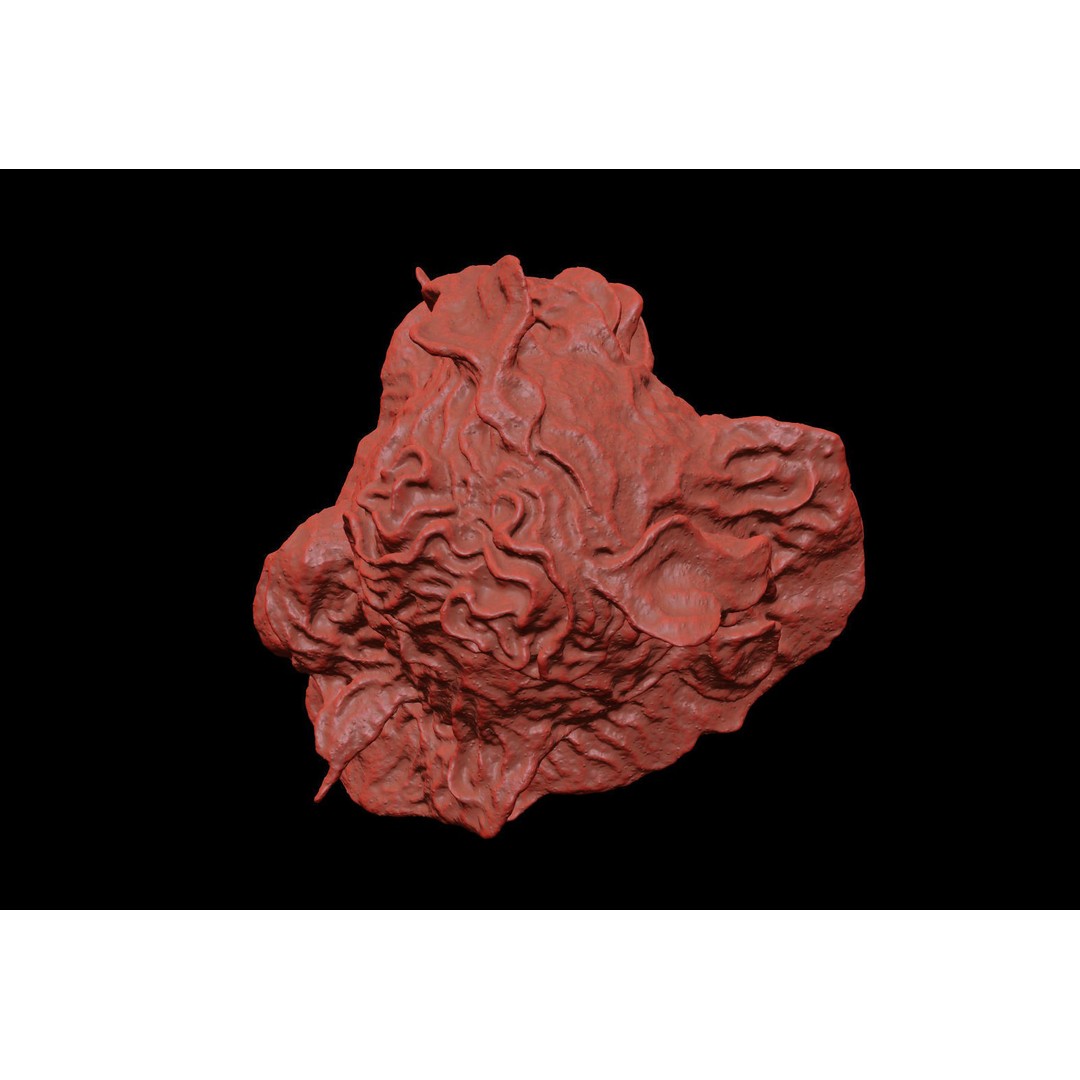 Monocyte 3D Model – Detailed Biological Representation, VRay - View 7