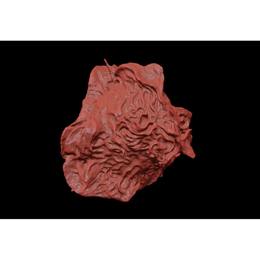 Monocyte 3D Model – Detailed Biological Representation, VRay - View 8