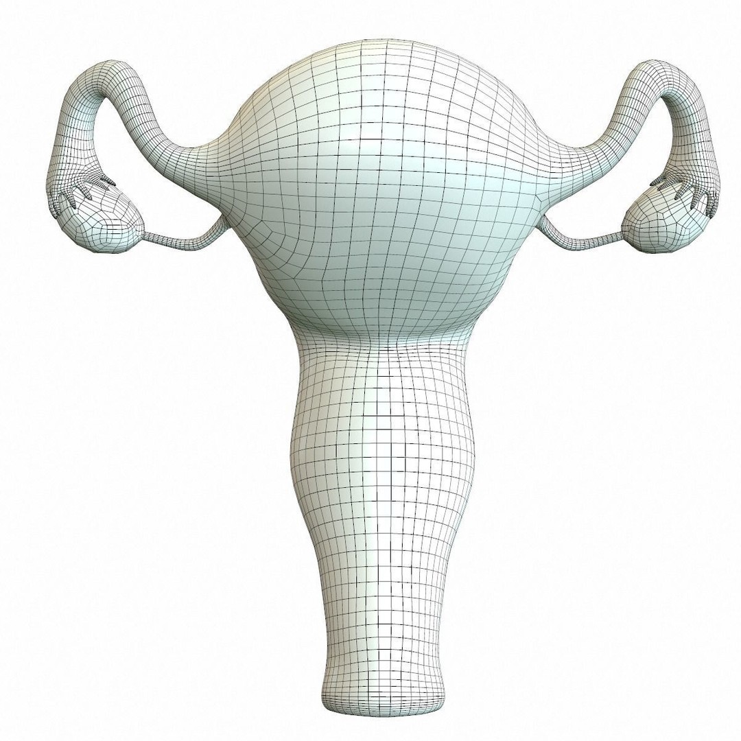 Female Reproductive System 3D Model – Realistic Medical Asset, FBX, OBJ