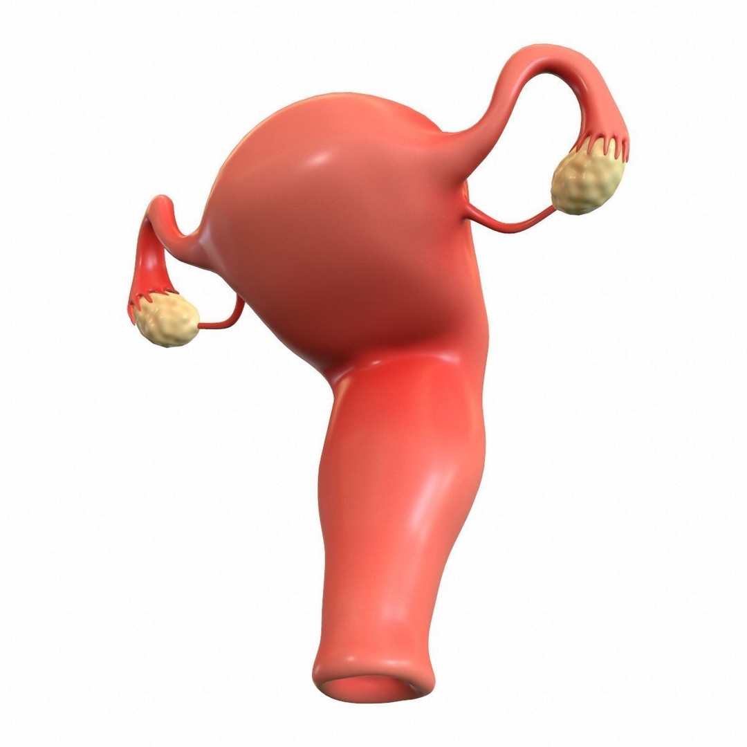 Female Reproductive System 3D Model – Realistic Medical Asset, FBX, OBJ - View 10