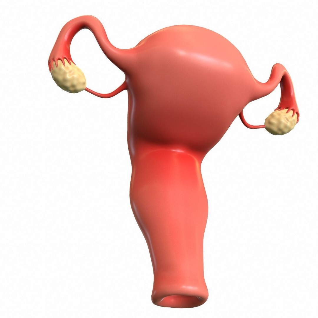 Female Reproductive System 3D Model – Realistic Medical Asset, FBX, OBJ - View 11