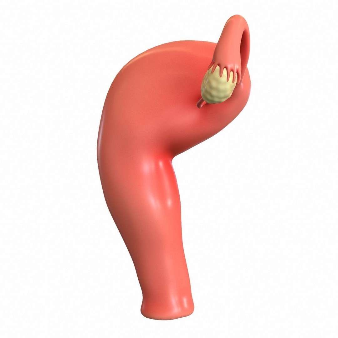 Female Reproductive System 3D Model – Realistic Medical Asset, FBX, OBJ - View 12