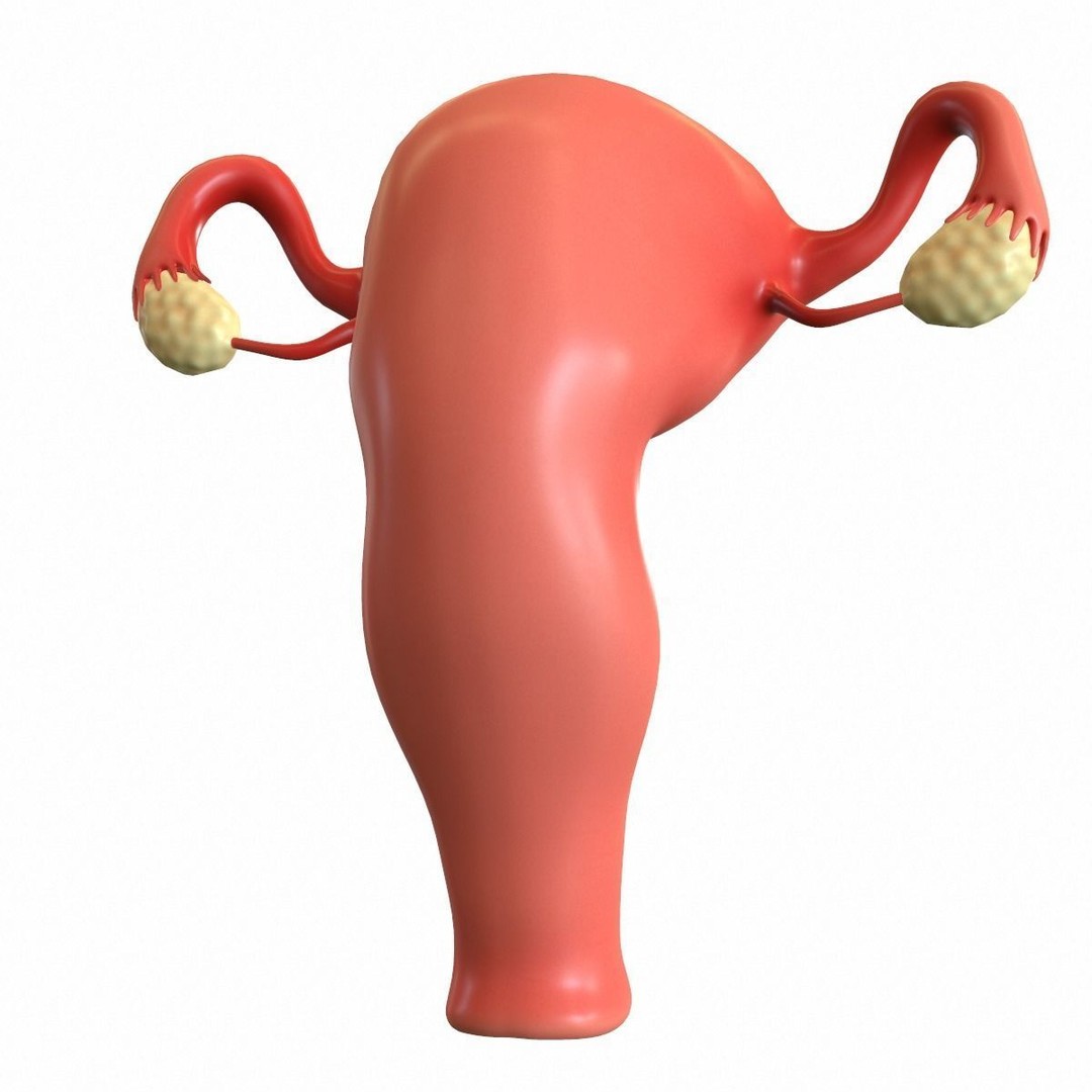 Female Reproductive System 3D Model – Realistic Medical Asset, FBX, OBJ - View 13