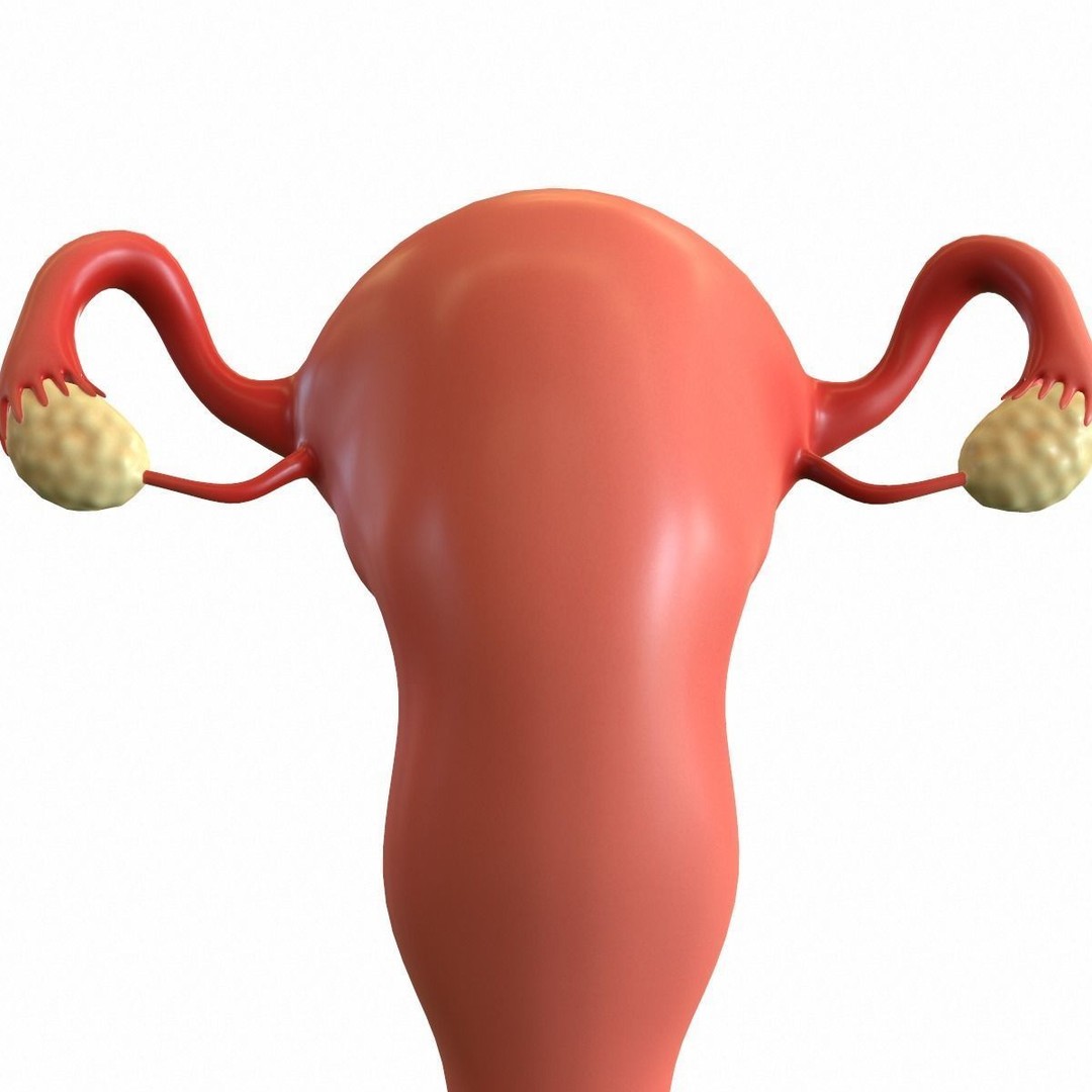 Female Reproductive System 3D Model – Realistic Medical Asset, FBX, OBJ - View 14