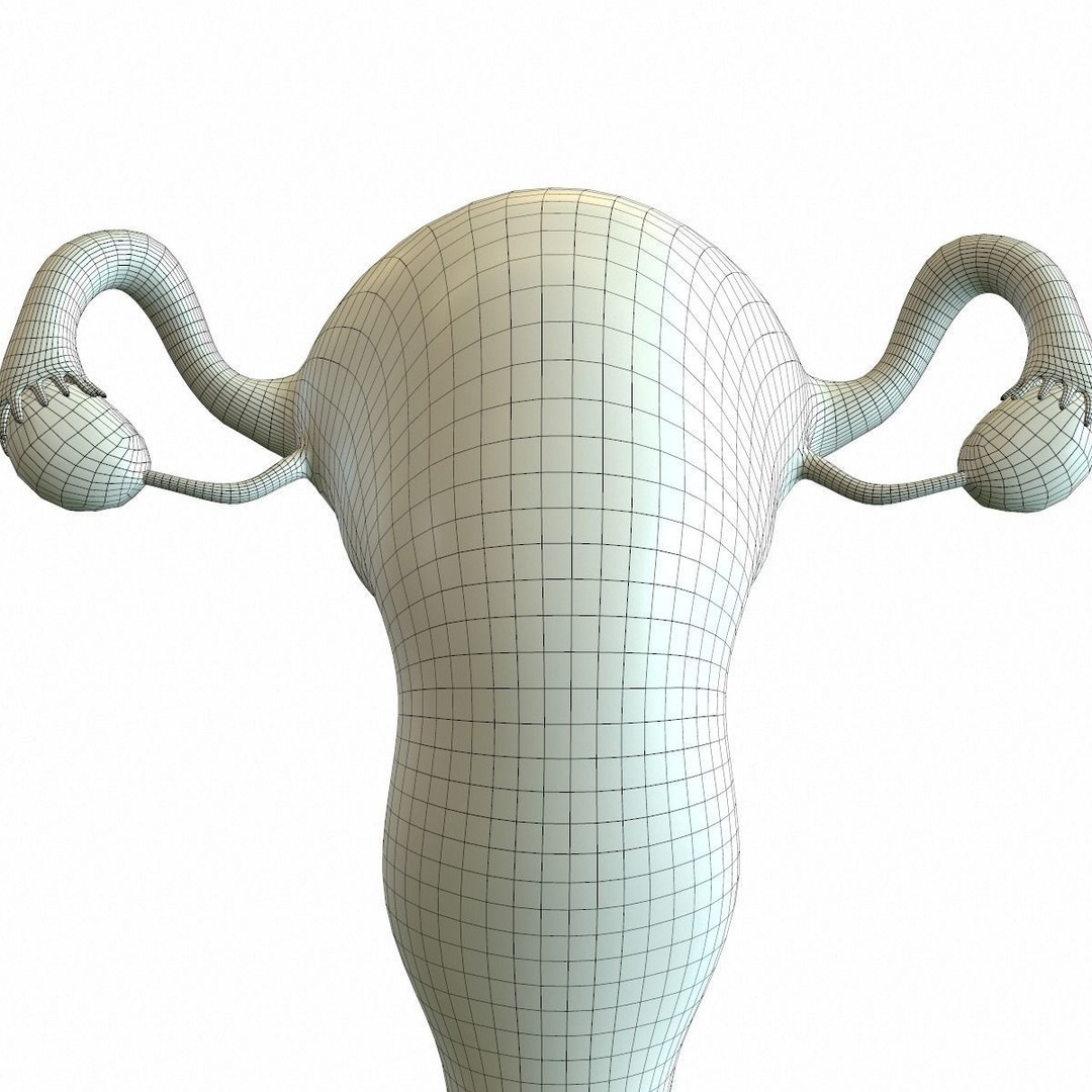 Female Reproductive System 3D Model – Realistic Medical Asset, FBX, OBJ - View 15