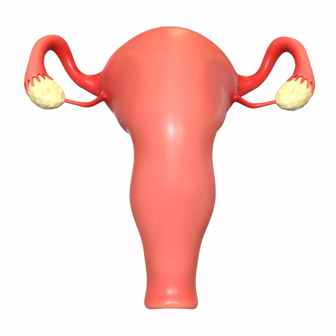 Female Reproductive System 3D Model – Realistic Medical Asset, FBX, OBJ - View 2