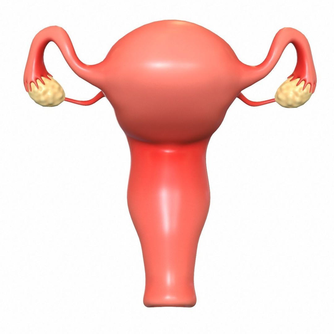 Female Reproductive System 3D Model – Realistic Medical Asset, FBX, OBJ - View 3