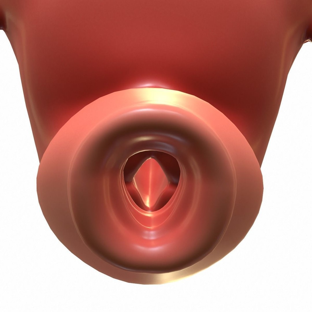 Female Reproductive System 3D Model – Realistic Medical Asset, FBX, OBJ - View 4