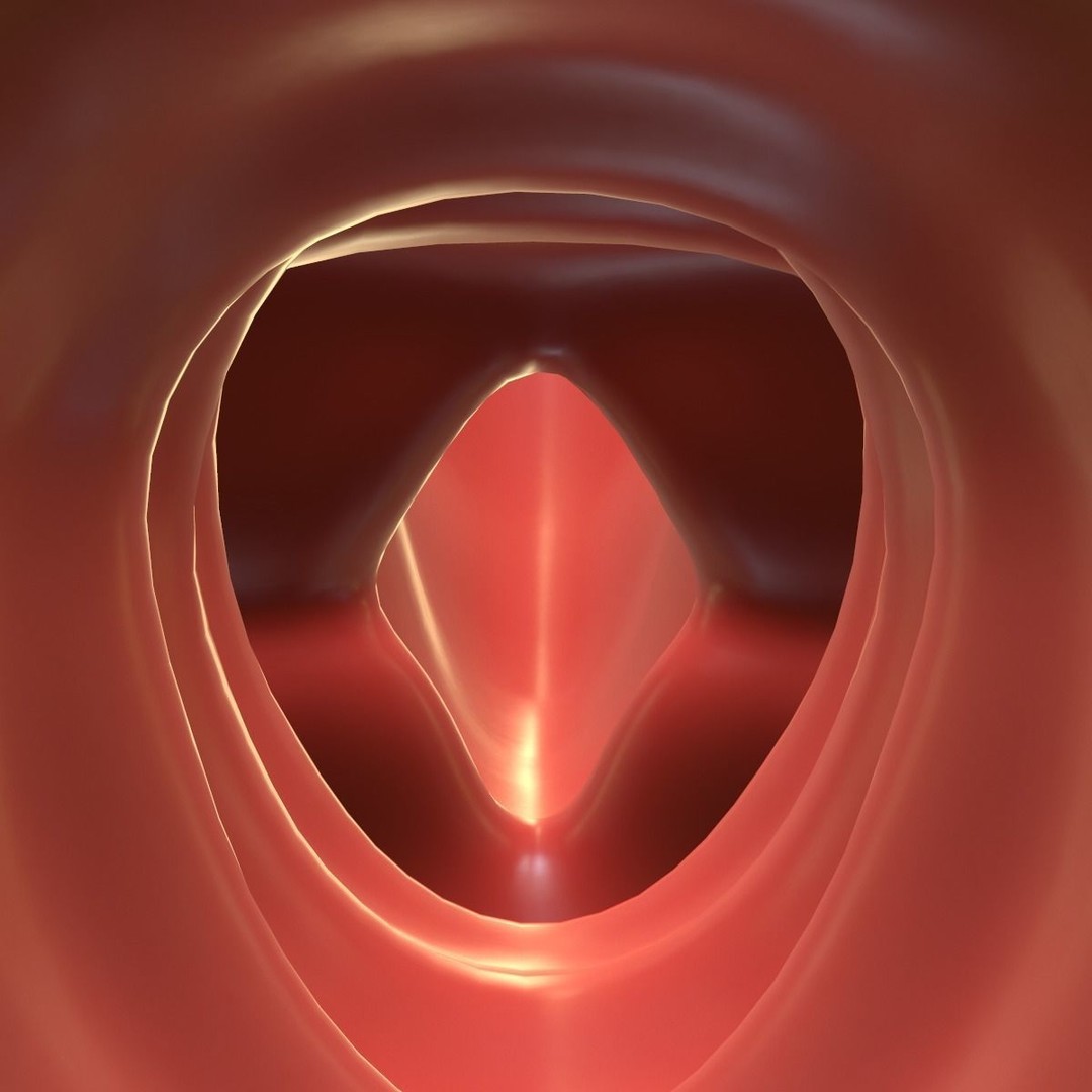 Female Reproductive System 3D Model – Realistic Medical Asset, FBX, OBJ - View 5