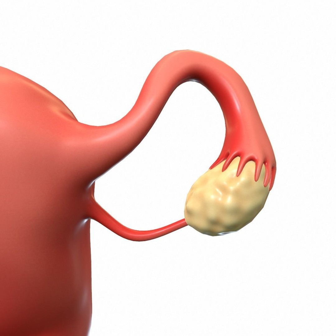 Female Reproductive System 3D Model – Realistic Medical Asset, FBX, OBJ - View 7