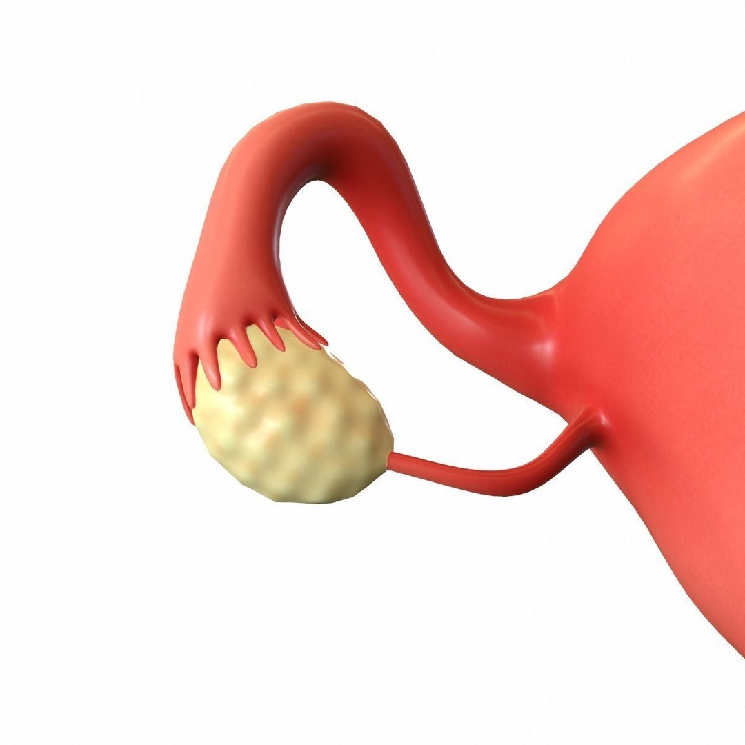 Female Reproductive System 3D Model – Realistic Medical Asset, FBX, OBJ - View 8
