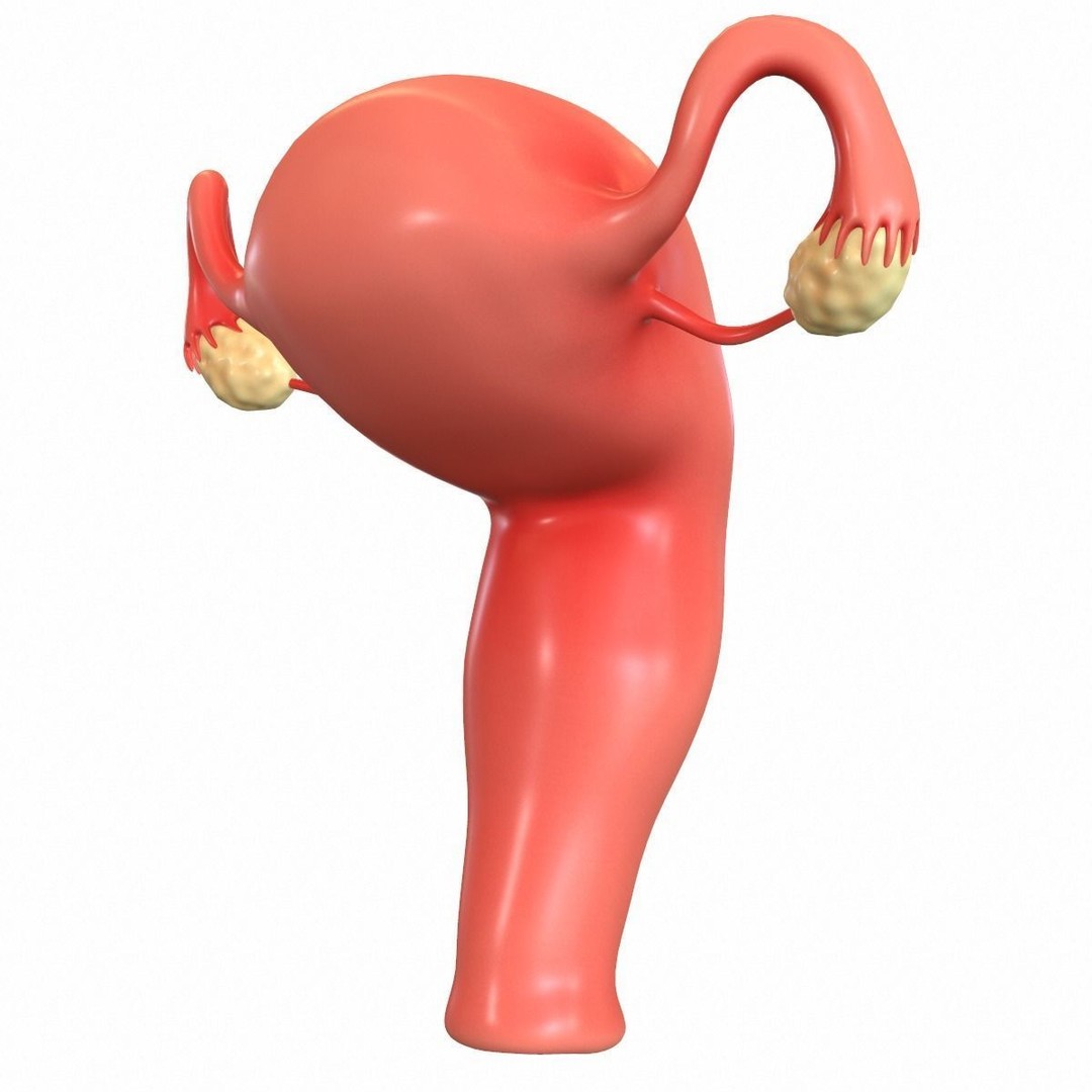 Female Reproductive System 3D Model – Realistic Medical Asset, FBX, OBJ - View 9