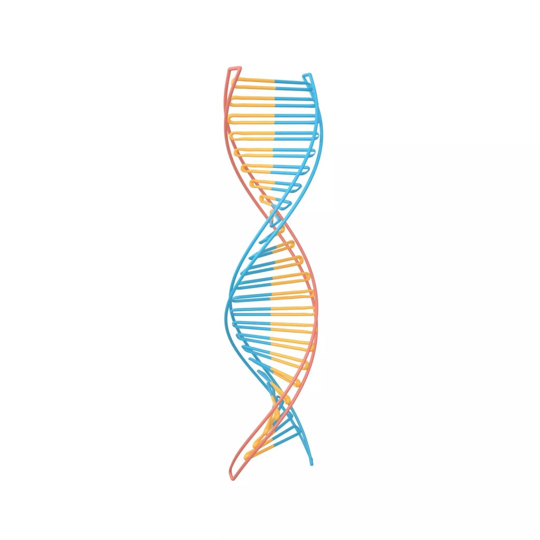 DNA Molecule 3D Model – Low Poly PBR Asset, FBX, OBJ, Vray - View 2