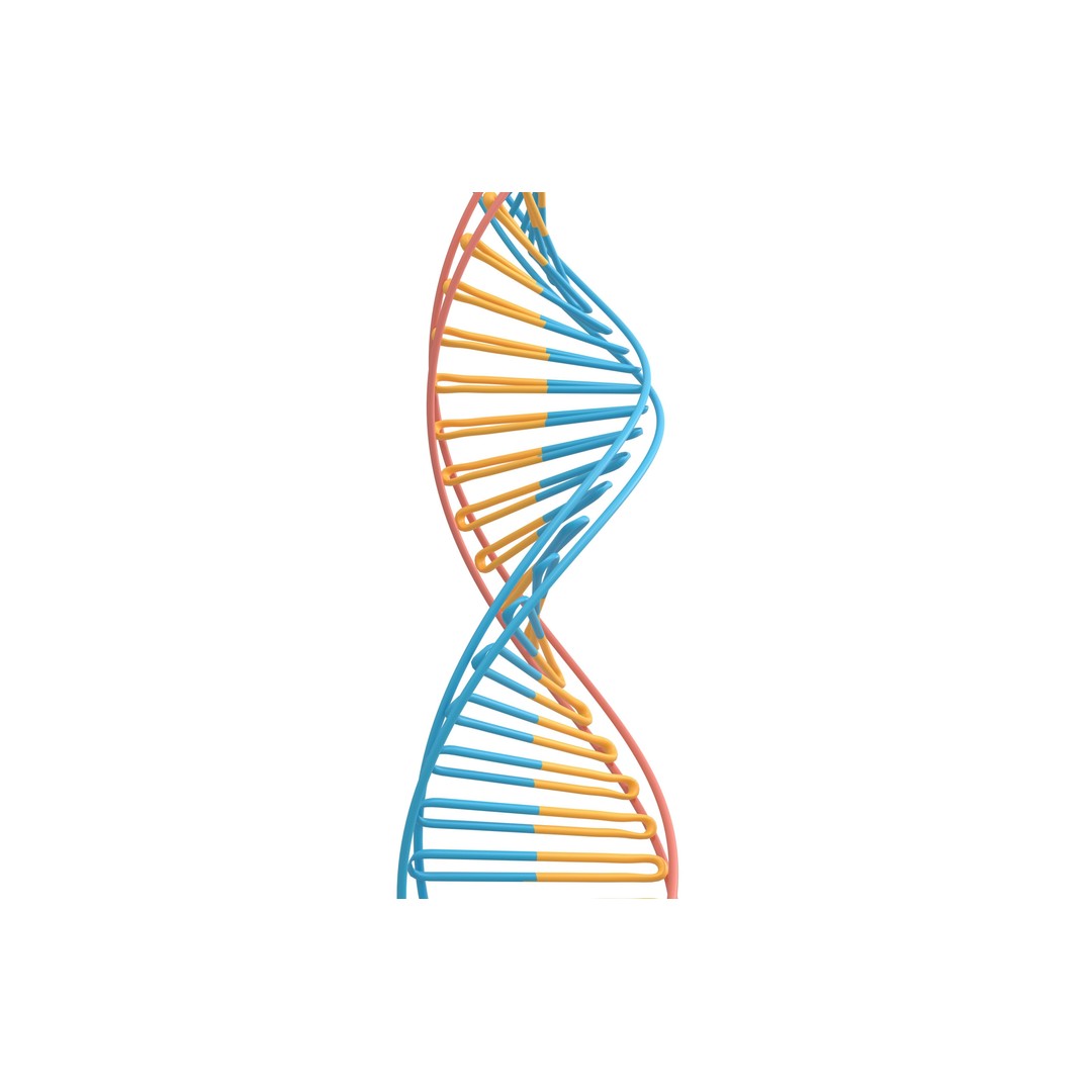 DNA Molecule 3D Model – Low Poly PBR Asset, FBX, OBJ, Vray - View 5