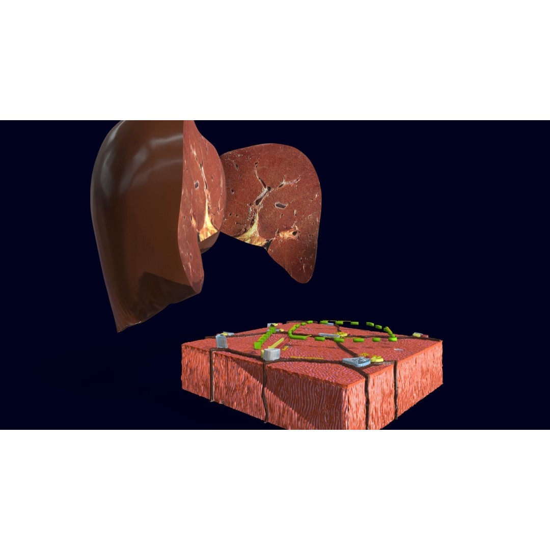 Liver Histology 3D Model – Detailed Anatomy with PBR Textures, FBX, OBJ