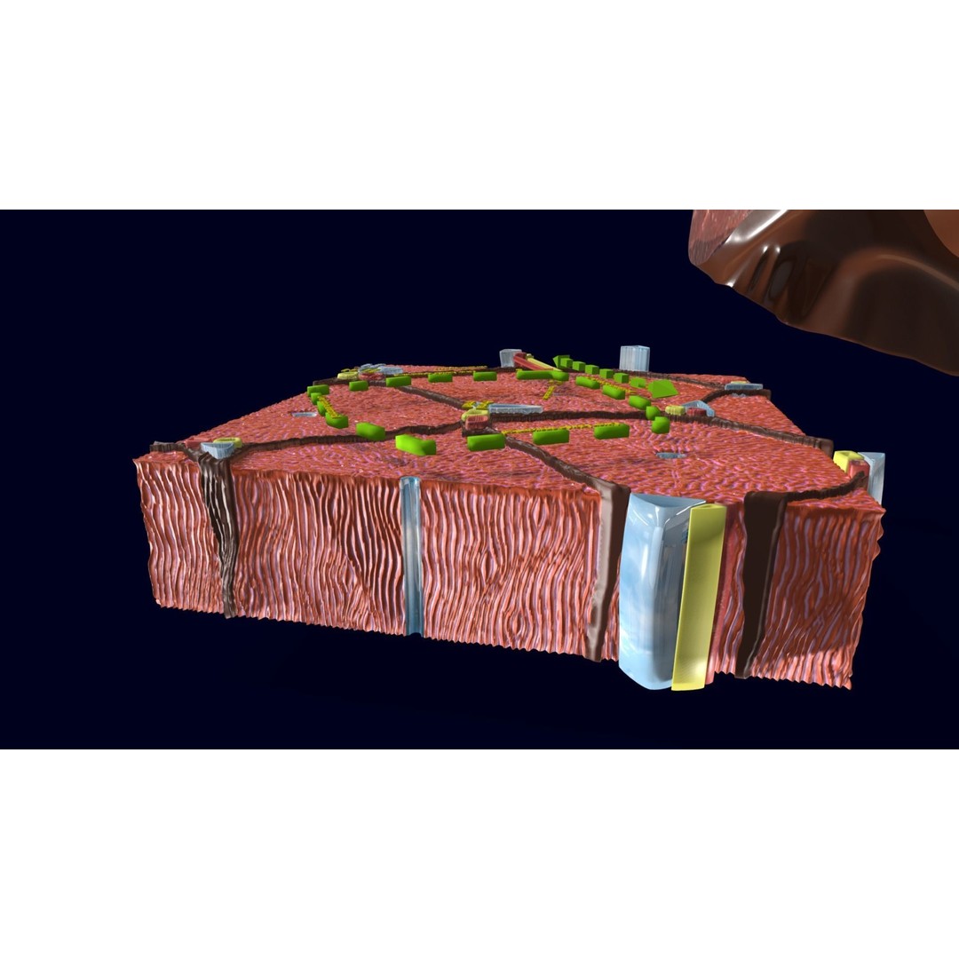 Liver Histology 3D Model – Detailed Anatomy with PBR Textures, FBX, OBJ - View 10