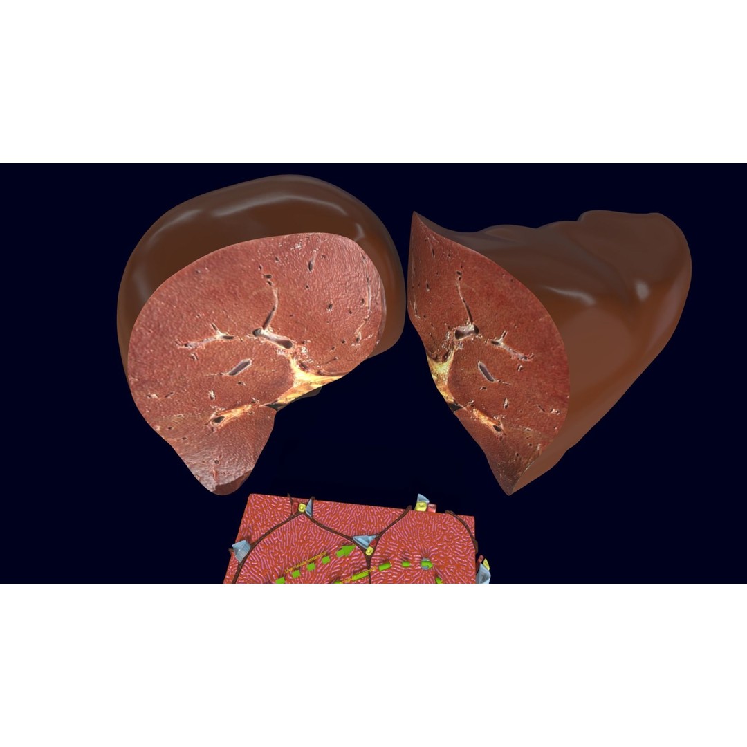 Liver Histology 3D Model – Detailed Anatomy with PBR Textures, FBX, OBJ - View 11