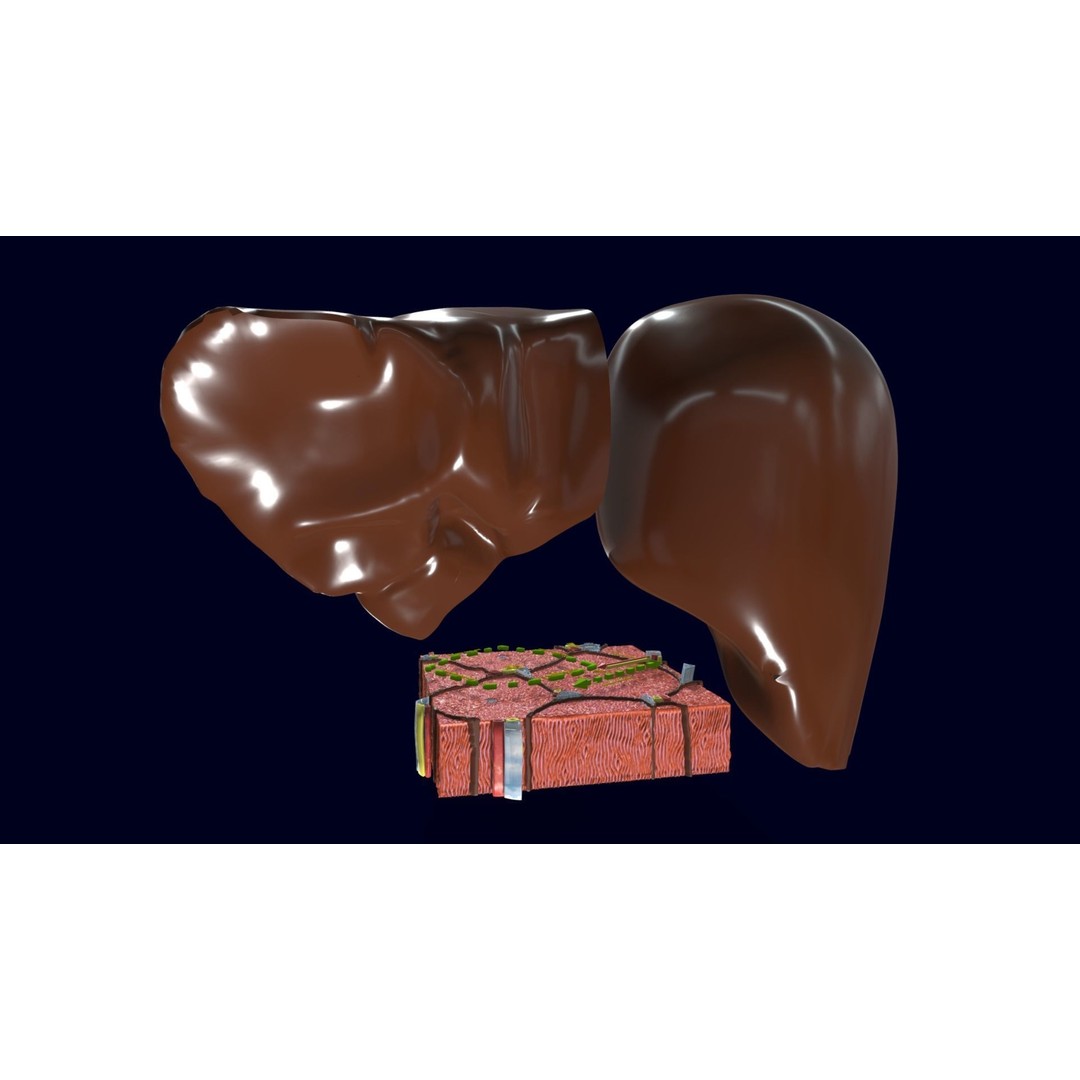 Liver Histology 3D Model – Detailed Anatomy with PBR Textures, FBX, OBJ - View 12