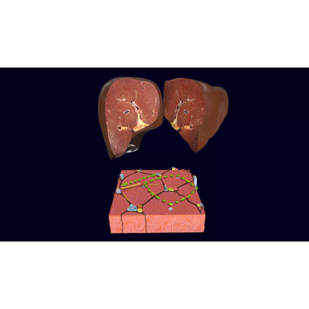 Liver Histology 3D Model – Detailed Anatomy with PBR Textures, FBX, OBJ - View 2