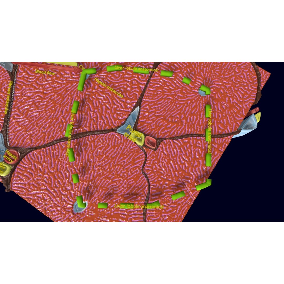 Liver Histology 3D Model – Detailed Anatomy with PBR Textures, FBX, OBJ - View 4