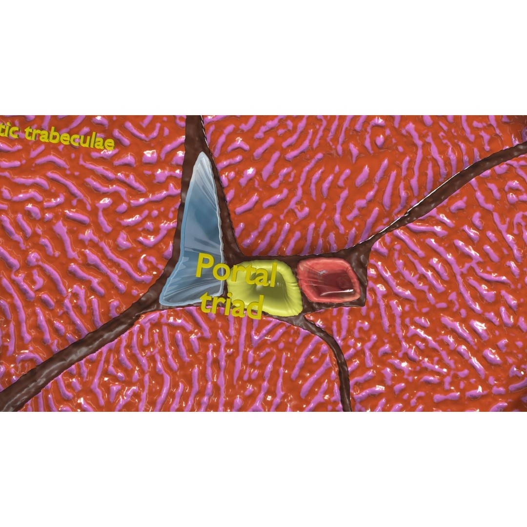 Liver Histology 3D Model – Detailed Anatomy with PBR Textures, FBX, OBJ - View 5