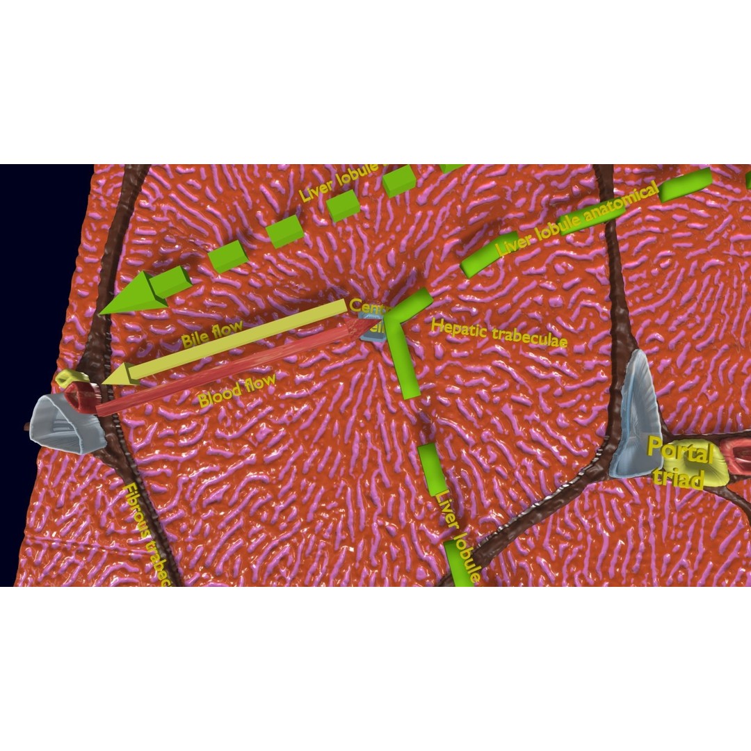 Liver Histology 3D Model – Detailed Anatomy with PBR Textures, FBX, OBJ - View 6