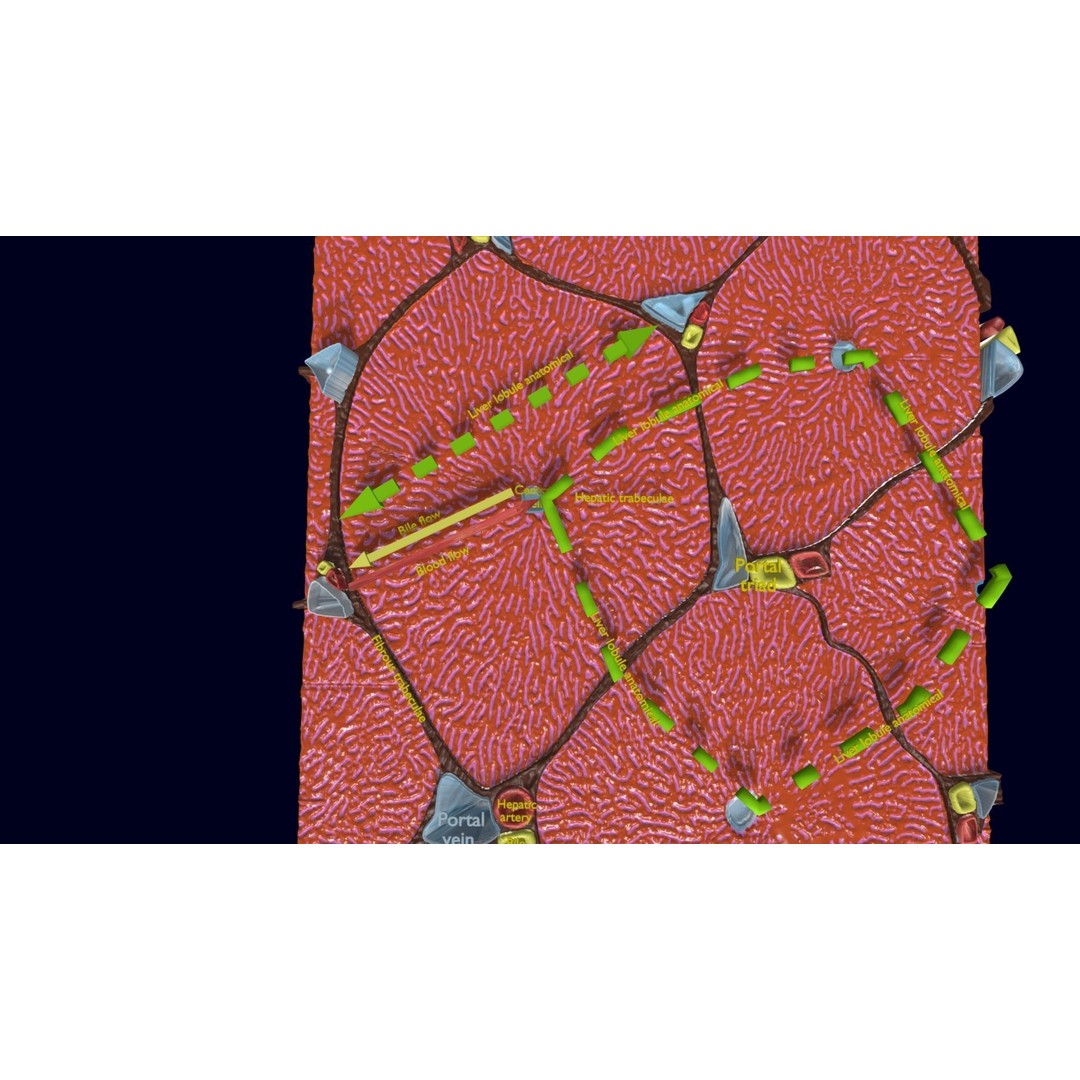 Liver Histology 3D Model – Detailed Anatomy with PBR Textures, FBX, OBJ - View 7