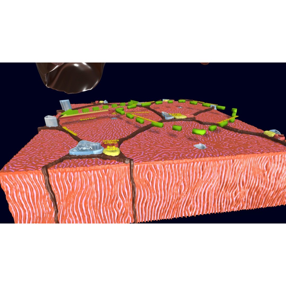 Liver Histology 3D Model – Detailed Anatomy with PBR Textures, FBX, OBJ - View 8