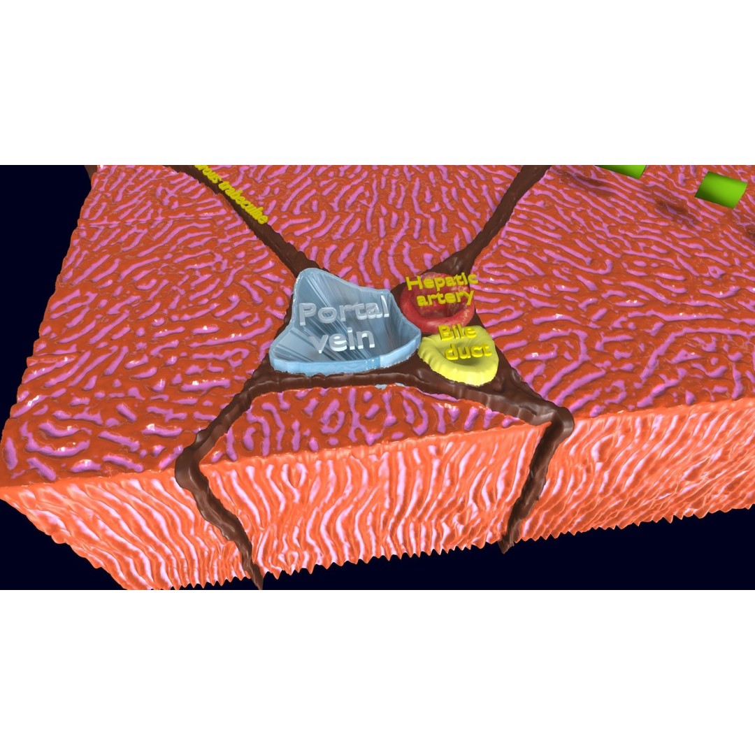 Liver Histology 3D Model – Detailed Anatomy with PBR Textures, FBX, OBJ - View 9