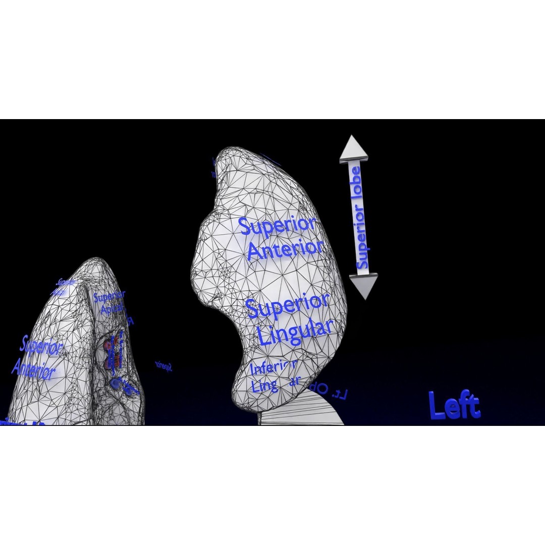 Lung Pulmonary Segment Anatomy 3D Model – Detailed Medical Asset, FBX, OBJ, STL