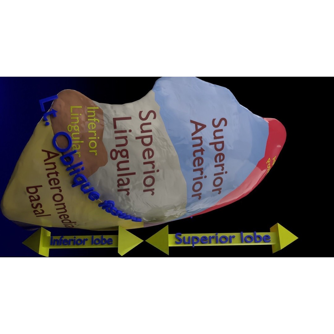 Lung Pulmonary Segment Anatomy 3D Model – Detailed Medical Asset, FBX, OBJ, STL - View 10