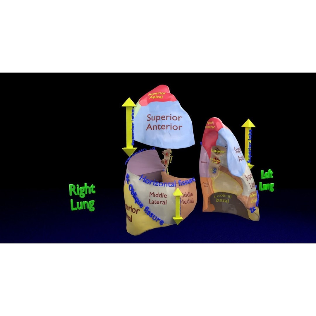 Lung Pulmonary Segment Anatomy 3D Model – Detailed Medical Asset, FBX, OBJ, STL - View 11
