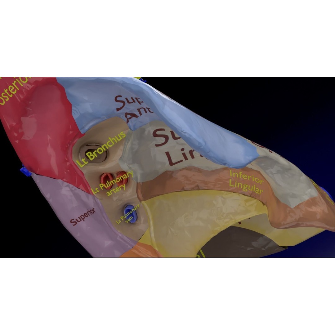 Lung Pulmonary Segment Anatomy 3D Model – Detailed Medical Asset, FBX, OBJ, STL - View 12