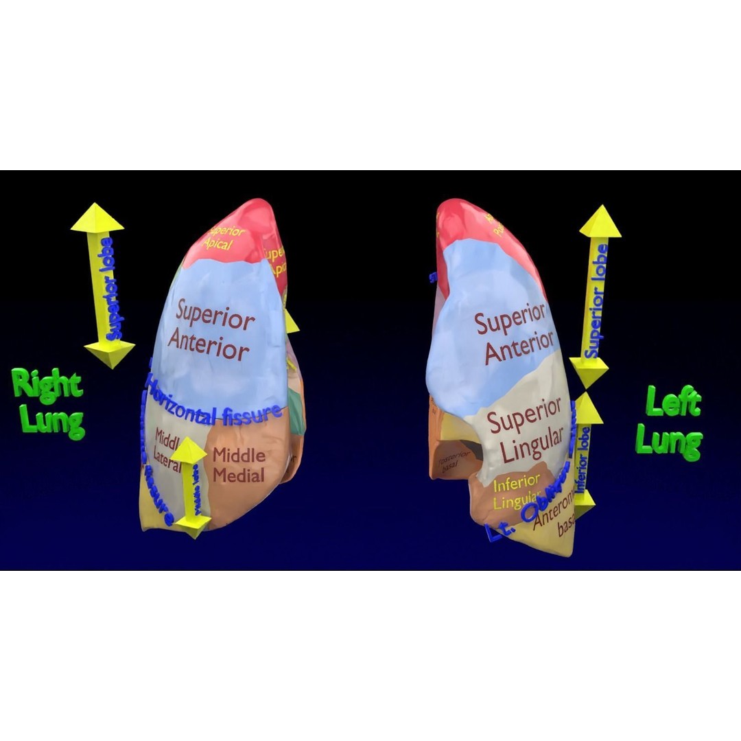Lung Pulmonary Segment Anatomy 3D Model – Detailed Medical Asset, FBX, OBJ, STL - View 13