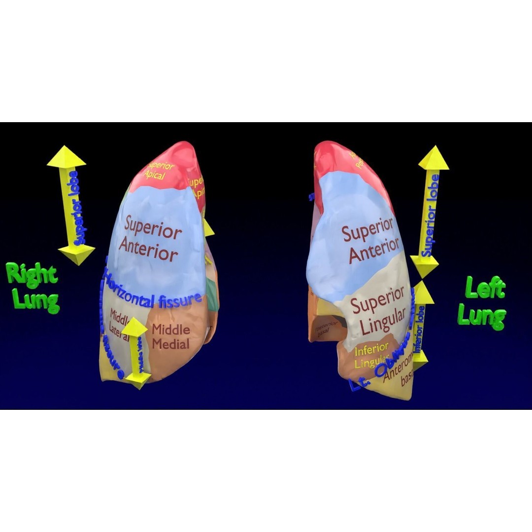 Lung Pulmonary Segment Anatomy 3D Model – Detailed Medical Asset, FBX, OBJ, STL - View 14