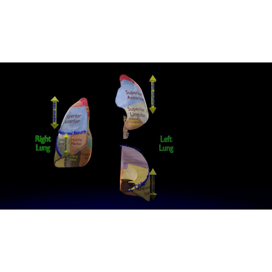 Lung Pulmonary Segment Anatomy 3D Model – Detailed Medical Asset, FBX, OBJ, STL - View 15