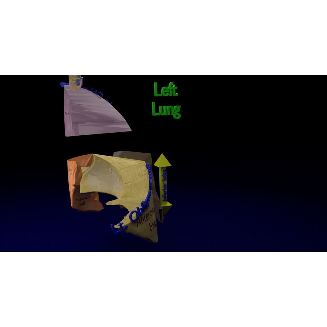 Lung Pulmonary Segment Anatomy 3D Model – Detailed Medical Asset, FBX, OBJ, STL - View 16