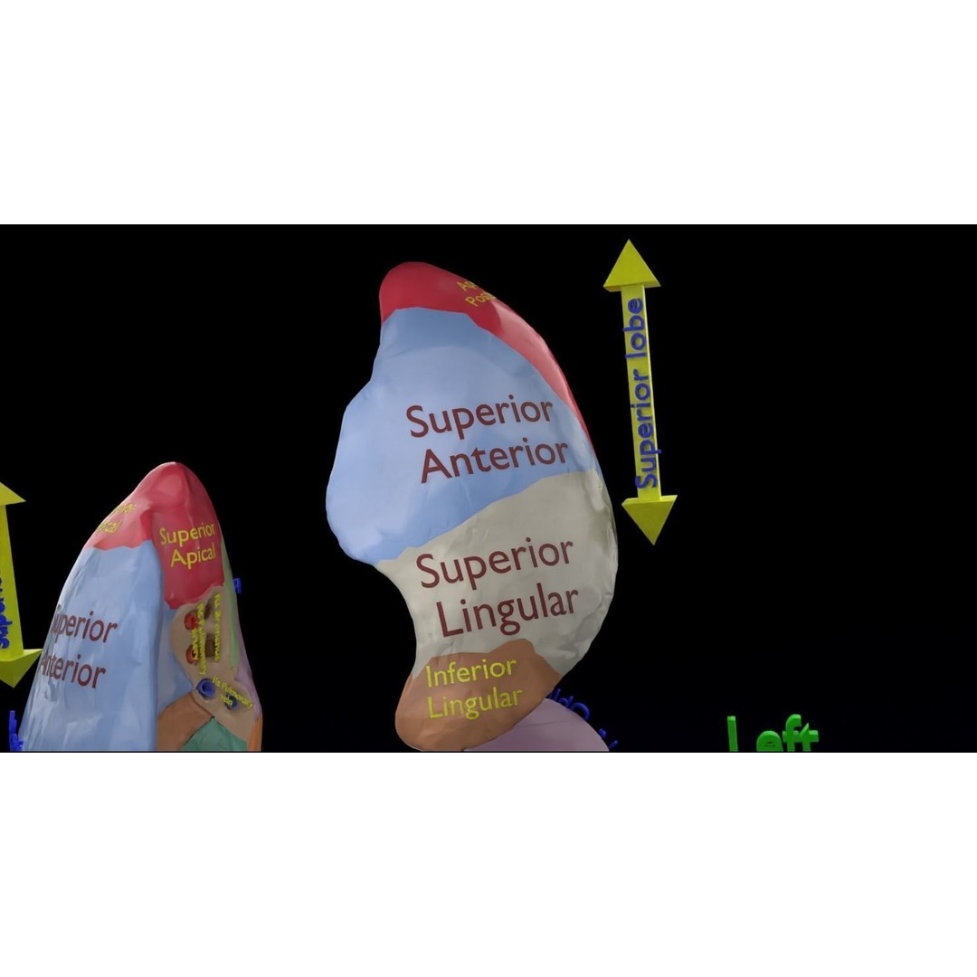 Lung Pulmonary Segment Anatomy 3D Model – Detailed Medical Asset, FBX, OBJ, STL - View 17
