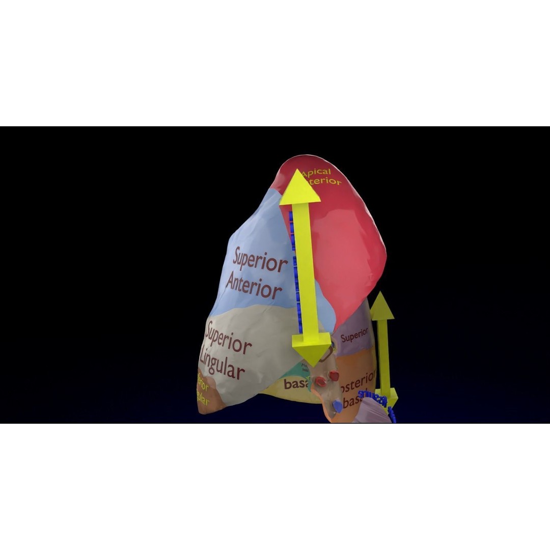 Lung Pulmonary Segment Anatomy 3D Model – Detailed Medical Asset, FBX, OBJ, STL - View 18
