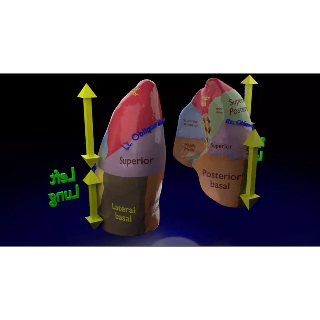 Lung Pulmonary Segment Anatomy 3D Model – Detailed Medical Asset, FBX, OBJ, STL - View 2