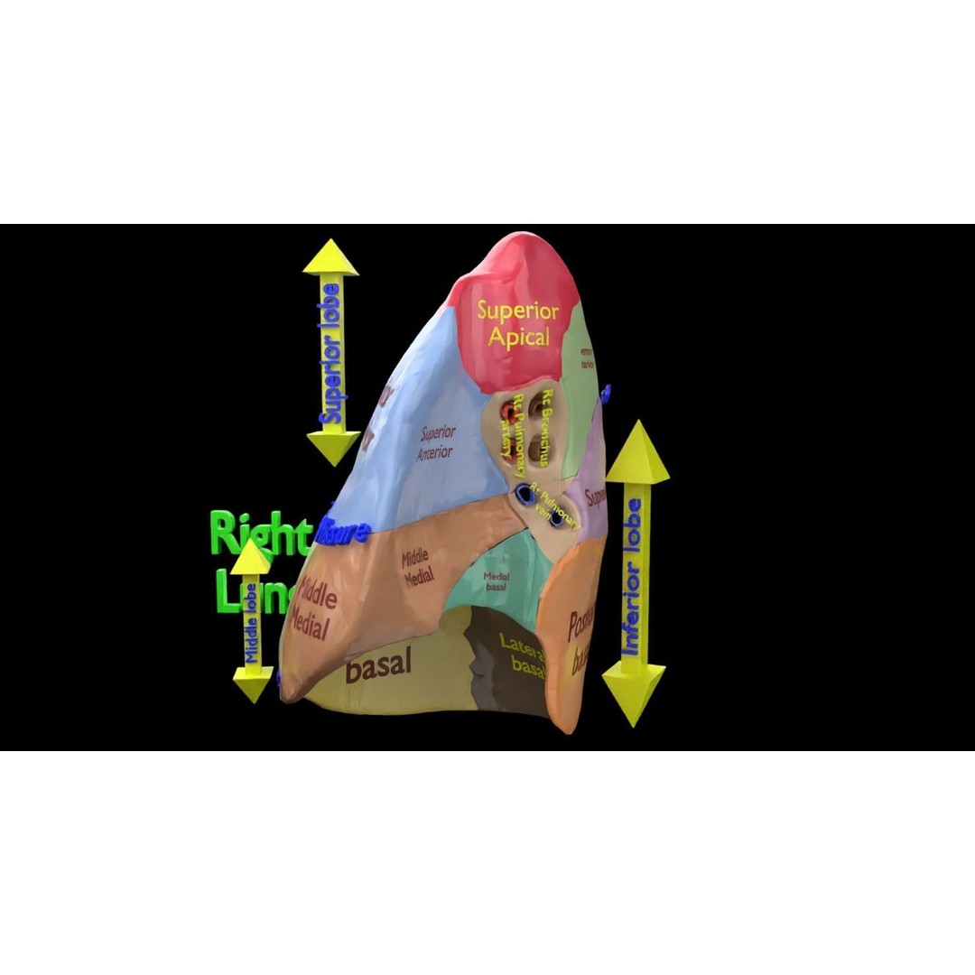 Lung Pulmonary Segment Anatomy 3D Model – Detailed Medical Asset, FBX, OBJ, STL - View 24