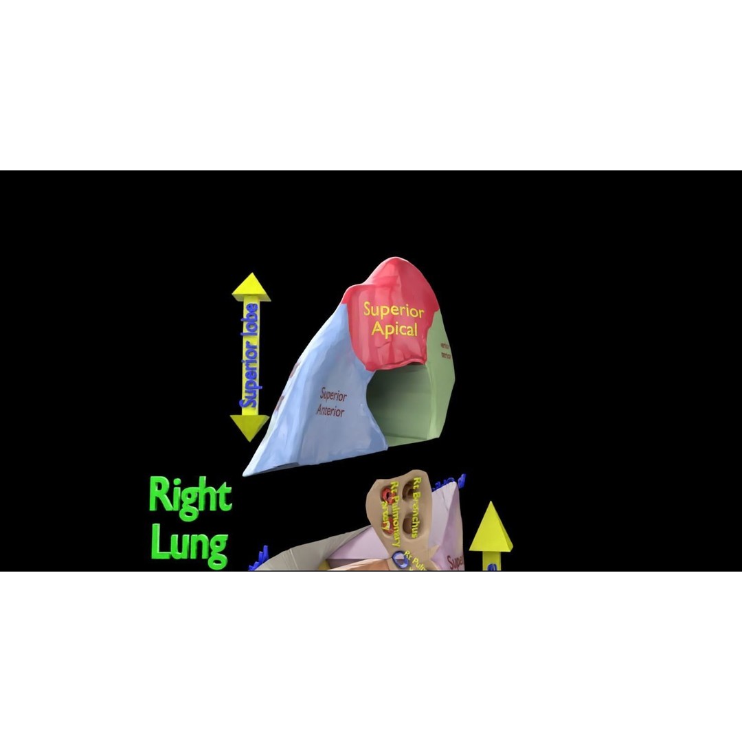 Lung Pulmonary Segment Anatomy 3D Model – Detailed Medical Asset, FBX, OBJ, STL - View 25