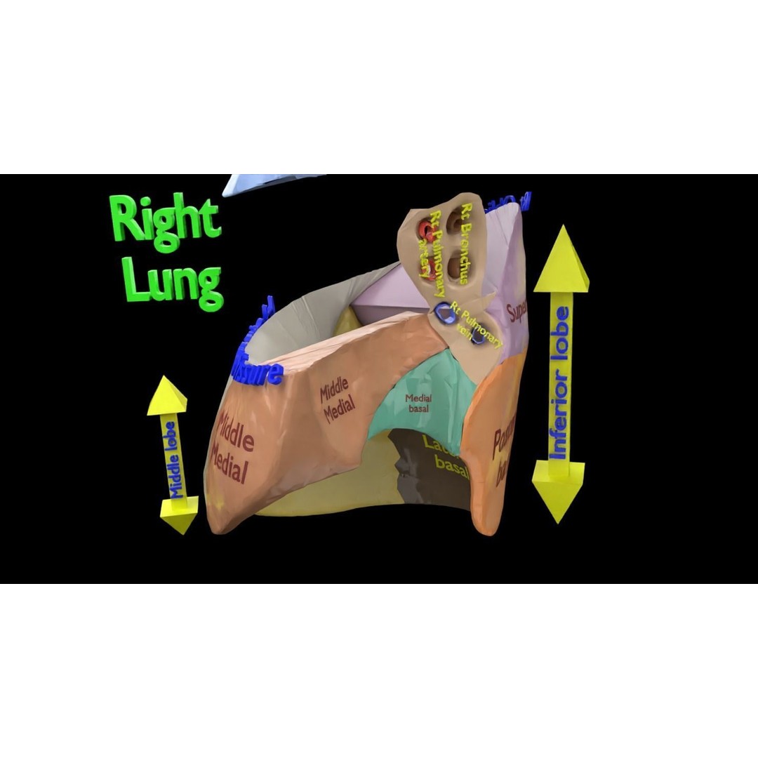Lung Pulmonary Segment Anatomy 3D Model – Detailed Medical Asset, FBX, OBJ, STL - View 26