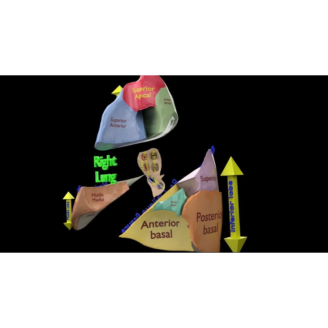 Lung Pulmonary Segment Anatomy 3D Model – Detailed Medical Asset, FBX, OBJ, STL - View 27